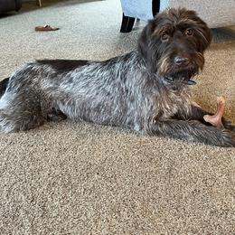 Tess - Wirehaired Pointing Griffon