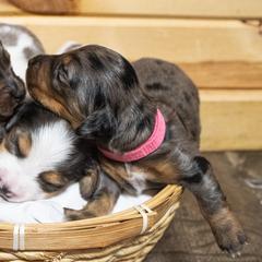 Dachshunds from The House of Doxies