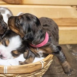 Dachshunds from The House of Doxies