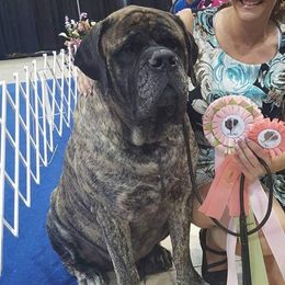 Abrams - Mastiff