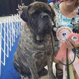 Abrams - Mastiff