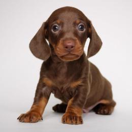Bourbon - Chocolate and tan male Dachshund puppy in Red Bud, Illinois from Midwest Miniature Dachshunds