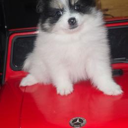 Female 2 - Tri-colored female Pomeranian puppy in Buckeye, Arizona from BL Poms Heaven