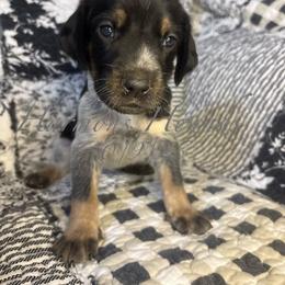 Sadie - Blue ticked and tan female Bluetick Coonhound puppy in Mount Pleasant, Texas from Harmons Hounds
