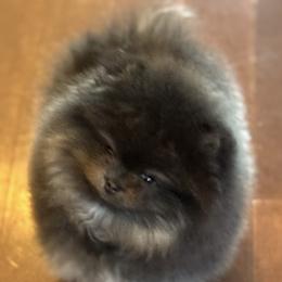 Pomeranian Puppies from Lacey Lawrence