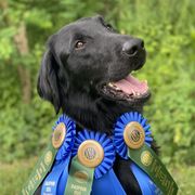 Cheeky - Flat-Coated Retriever