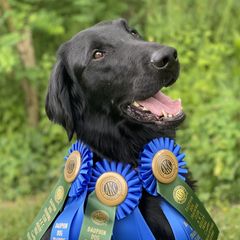 Cheeky - Flat-Coated Retriever