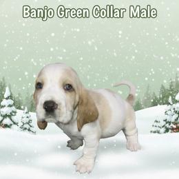Green Collar - Lemon and white male Basset Hound puppy in Callao, Virginia from Walk The Line Basset Hounds