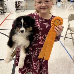 Australian Shepherd Puppies from Paramount Aussies
