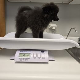 Blue Too - Blue male Pomeranian puppy in Mays Landing, New Jersey from KB Pom Pups by Krystal