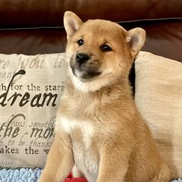Sweet boy likes to play, and explore. - Red male Shiba Inu puppy in Greer, South Carolina from Crescent Moon Shibas
