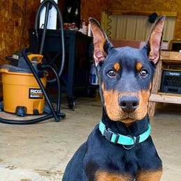 Doberman Pinscher Puppies from European Dobermans by Diana