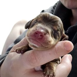 Chocolate and Tan - Chocolate and tan male Dachshund puppy in Fulton, Missouri from New Hope Dachshund Puppies