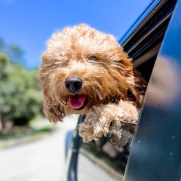 Odin - Goldendoodle