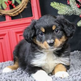 Faith - Black tri female Miniature Australian Shepherd puppy in Granbury, Texas from Texas Miniature Aussies