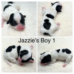 Boy 1 - Black and white male Havanese puppy in Elkins, Arkansas from Havana Knights Havanese