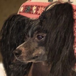 Gigi - Chinese Crested