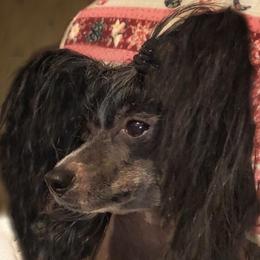 Gigi - Chinese Crested