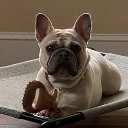 Vera - French Bulldog