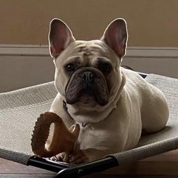 Vera - French Bulldog