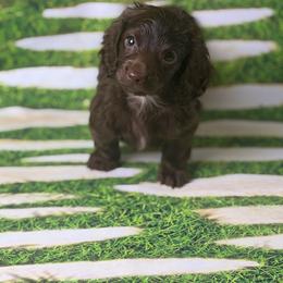 KitKat - Chocolate female Dachshund puppy in Huffman, Texas from Alex's Dachshunds