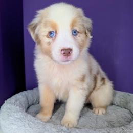 Jasmine3Girl2- RMF,NBT, blue eyes likely, CHIC-OFA-DNA-AKC Titled Parents - Red merle female Australian Shepherd puppy in South Hill, Virginia from Silverside Aussies LLC
