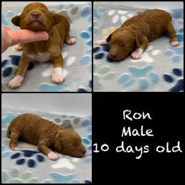 Ron - Red  male Poodle puppy in Grass Valley, California from Sapphire Ridge Poodles