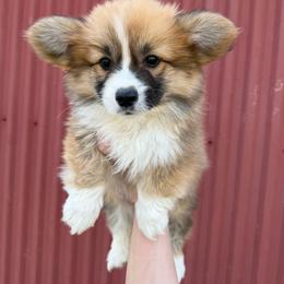 Mr. Laurence - Yellow (Fluffy) - Sable male Pembroke Welsh Corgi puppy in Milan, Georgia from Williams’ Welsh Corgis LLC