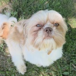 Ozzy - Shih Tzu