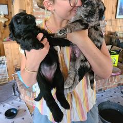 Bergamasco Sheepdog puppies from Spellbound Bergamascos