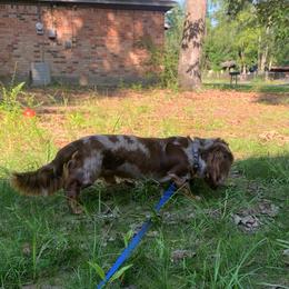 Hank - Dapple male Dachshund puppy in Lufkin, Texas from L & A Dachshunds