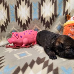 Red collar - Sable female German Shepherd puppy in Ramsey, Illinois from Haus-Farr German Shepherds