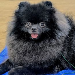 Venom - Pomeranian