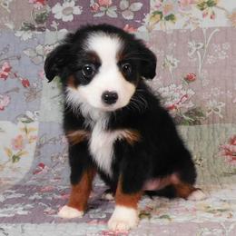 Merlot - Black tri female Toy Australian Shepherd puppy in Okeana, Ohio from Fetching Toy Aussies