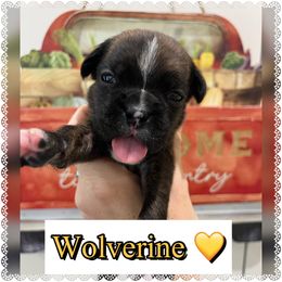 Wolverine - Brindle male Boxer puppy in Greenwell Springs, Louisiana from Bayou Boxer Haus - Baton Rouge Boxers