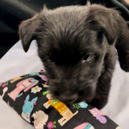 Scottish Terrier Puppies from Moos Scotties
