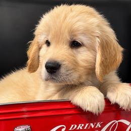 Blue boy - Golden male Golden Retriever puppy in Fresno, California from Warwick’s Central California Goldens