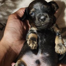 Dachshunds from Hot Dog Stand