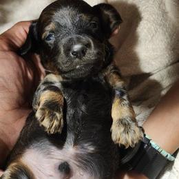 Dachshunds from Hot Dog Stand