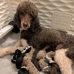 Puppy Pick 7 - Chocolate merle male Bernedoodle puppy in Whitesburg, Georgia from Asbury & Co Farms
