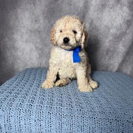 Blue Boy- Minigoldendoodle - Cream male Goldendoodle puppy in Piedmont, South Carolina from The Farm at Saluda Ridge