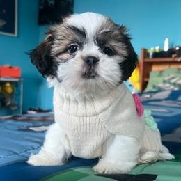 Mia - Brindle female Shih Tzu puppy in Stroudsburg, Pennsylvania from Puppyville Pa Shih Tzu & frenchies