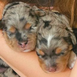 Bernedoodle puppies from DoodlyDoodlyDoodles