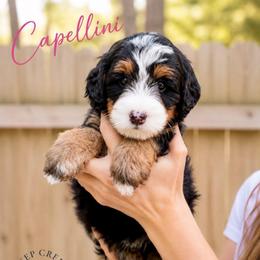 Capellini - Tri-color female Bernedoodle puppy in Sugar Hill, Georgia from Deep Creek Doodles