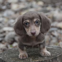 Tim - Chocolate and cream male Dachshund puppy in Momence, Illinois from Happy Little Doxies