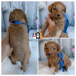 Hank - F1b Petite-Mini Goldendoodle. OFA-Genetics-2 Yr Warranty - Microchip. - Apricot male Goldendoodle puppy in Jeddo, Michigan from Apple Creek Doodles