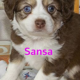 Toy Australian Shepherd Puppies from D'arbonne Aussie