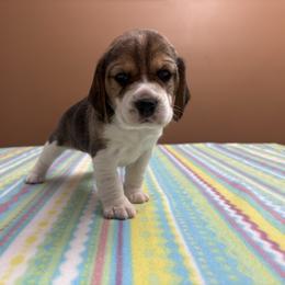Merry - Black tan and white female Beagle puppy in St. Cloud, Minnesota from Beagle Blessings