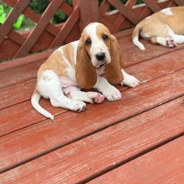 Bunny - Red and white female Basset Hound puppy in Independence, Kansas from Little Patch of Heaven