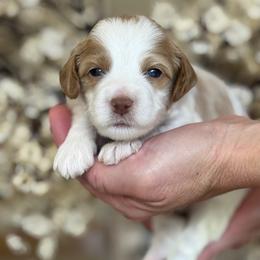 Blake - Parti male Goldendoodle puppy in Yuciapa, California from AlltheDoodlez_